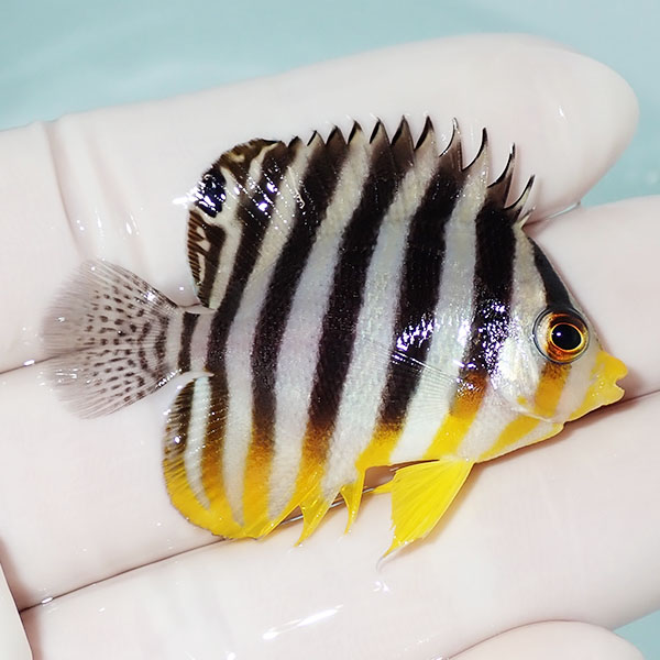 【現物12】シマヤッコ 5cm±! 海水魚 生体 15時までのご注文で当日発送(t111(t207