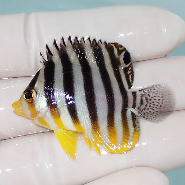 【現物12】シマヤッコ 5cm±! 海水魚 生体 15時までのご注文で当日発送(t111(t207