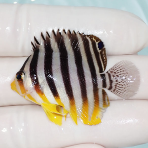 Small tropical fish with black vertical stripes and yellow-edged fins held by gloved fingers (side view).
