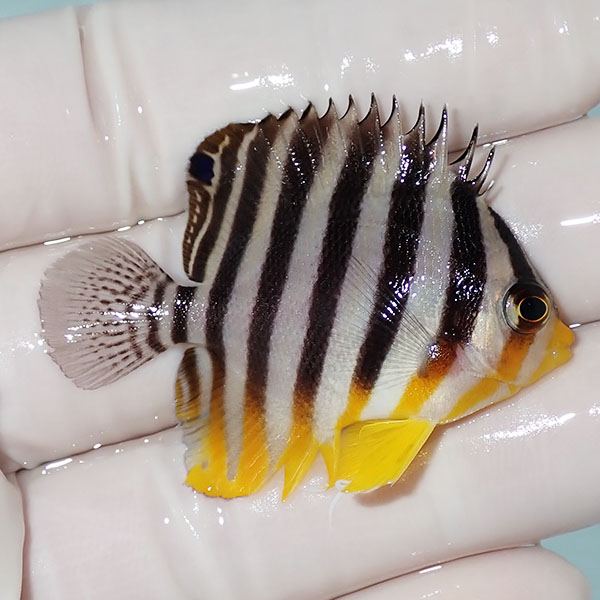 【現物8】シマヤッコ 4.5cm±! 海水魚 生体 15時までのご注文で当日発送(t111(t207