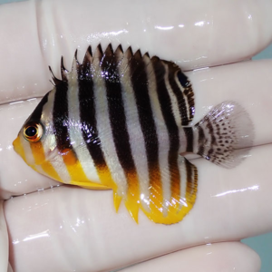 irm-000-1412164622 - AQUAGIFT 用品ショップ Small tropical striped fish with black and white vertical bars and yellow fins, held in a gloved hand.