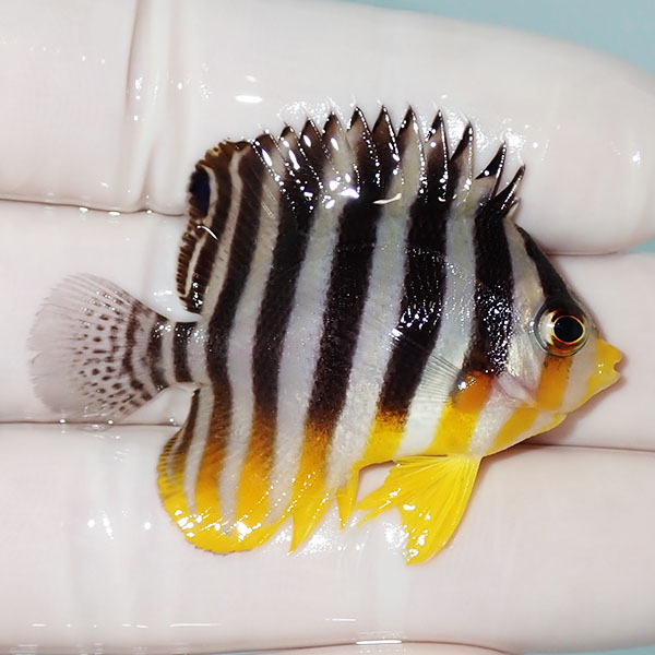【現物13】シマヤッコ 4.5cm±! 海水魚 生体 15時までのご注文で当日発送(t111(t207