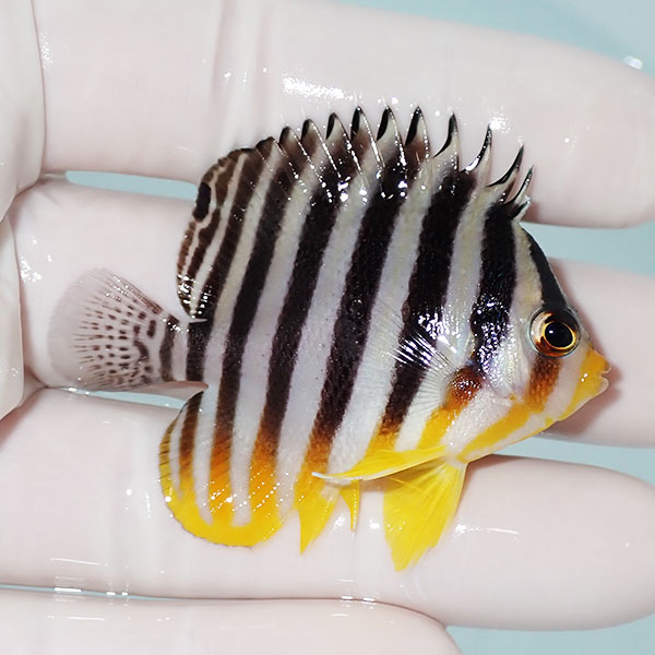 【現物11】シマヤッコ 5.5cm±! 海水魚 生体 15時までのご注文で当日発送(t111(t207