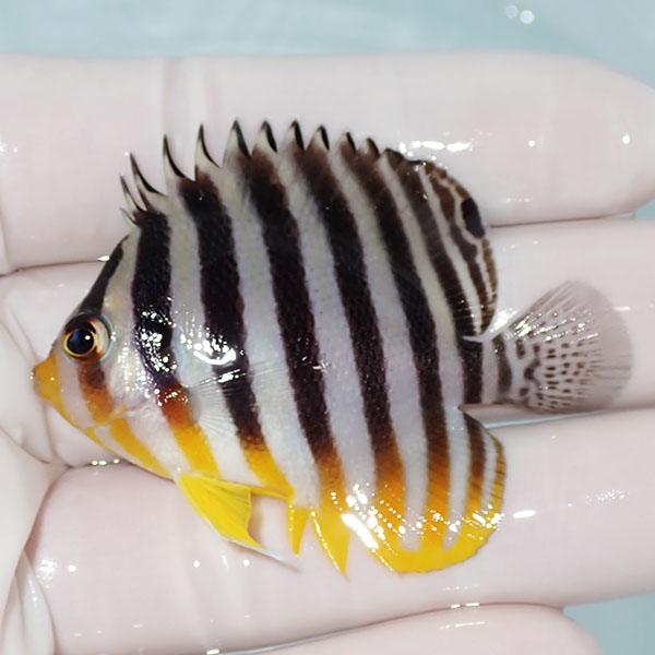 【現物11】シマヤッコ 5.5cm±! 海水魚 生体 15時までのご注文で当日発送(t111(t207