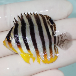 irm-000-1412164624 - AQUAGIFT 用品ショップ Small tropical fish with bold black vertical stripes on a yellow body, resting in a person's hand.