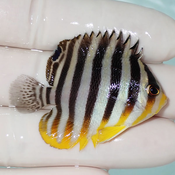 【現物6】シマヤッコ 5cm±! 海水魚 生体 15時までのご注文で当日発送(t111(t207