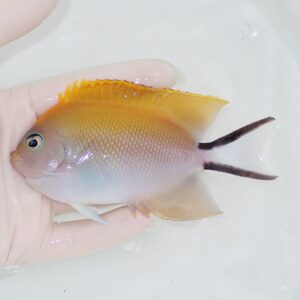 Small tropical fish held in a gloved hand, orange-yellow body with pale belly and two dark tail filaments (caudal fins).