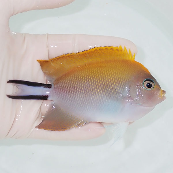 【現物】 BIGヤイトヤッコ ♀  12cm± ! 海水魚 ヤッコ 15時までのご注文で当日発送(t111(t207
