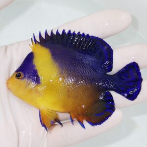 irm-000-1412164632 - AQUAGIFT 用品ショップ Small tropical fish with a bright yellow body and electric blue fins held in a gloved hand.