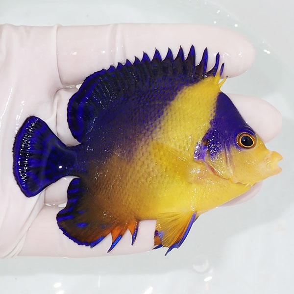 【現物23】スミレヤッコ 9cm±! 海水魚 ヤッコ 15時までのご注文で当日発送(t111