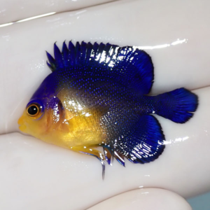 irm-000-1412164634 - AQUAGIFT 用品ショップ Small tropical fish with vivid cobalt blue fins and a yellow belly resting in a pale hand.