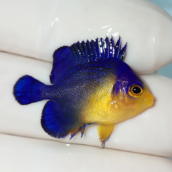 【現物3】スミレヤッコ 3cm±! 海水魚 ヤッコ 15時までのご注文で当日発送(t111