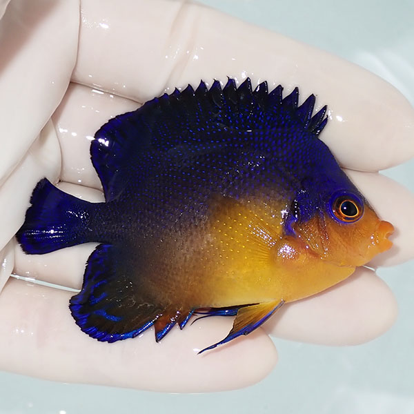 【現物4】スミレヤッコ 7cm±! 海水魚 ヤッコ 15時までのご注文で当日発送(t111