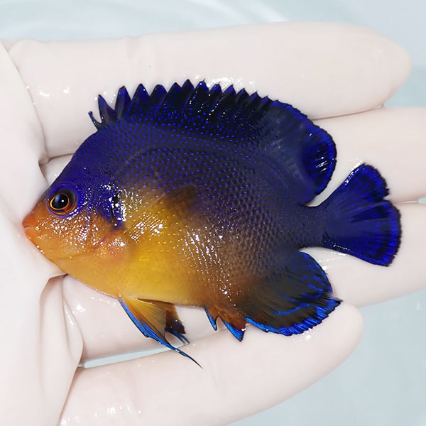 【現物4】スミレヤッコ 7cm±! 海水魚 ヤッコ 15時までのご注文で当日発送(t111