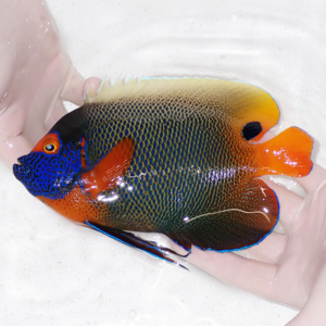 irm-000-1412164652 - AQUAGIFT 用品ショップ Vibrant tropical fish with a blue face and orange head and tail being held in a gloved hand coach by a person in water/clear background.