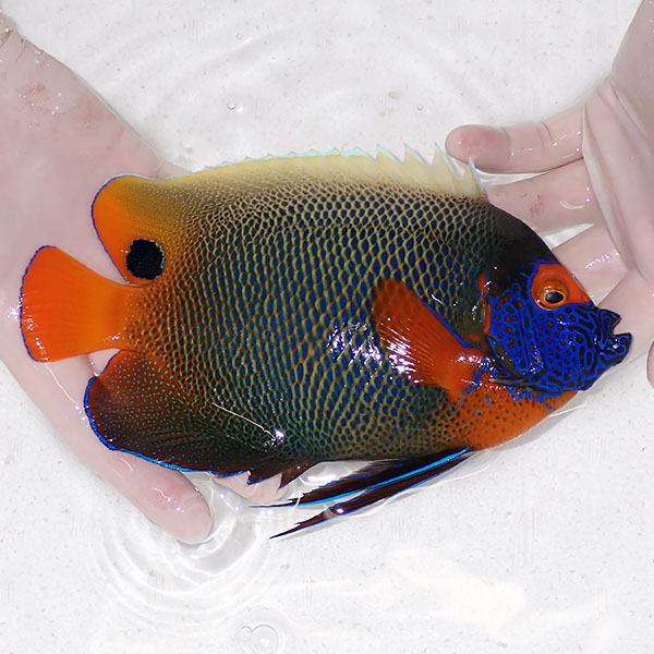 【現物1】 アデヤッコ 成魚 20cm±! 海水魚 ヤッコ(t111(t207