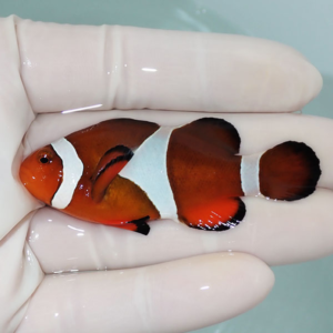 Close-up of a small orange clownfish with white bands cradled in a gloved hand for protection or transport, in a shallow tank.