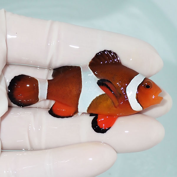 【現物6】カクレクマノミbig 6.5cm± ! wild 海水魚 カクレクマノミ(t111(t207