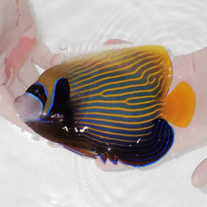Colorful tropical angelfish with blue and yellow horizontal stripes and an orange tail, held in hands above white sand water.