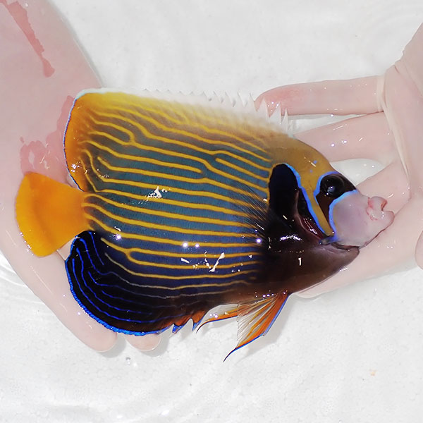 【現物6】粒エサOK タテジマキンチャクダイ 17cm±!海水魚 ヤッコ  15時までのご注文で当日発送(t111(t207