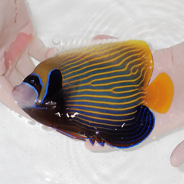 【現物6】粒エサOK タテジマキンチャクダイ 17cm±!海水魚 ヤッコ  15時までのご注文で当日発送(t111(t207