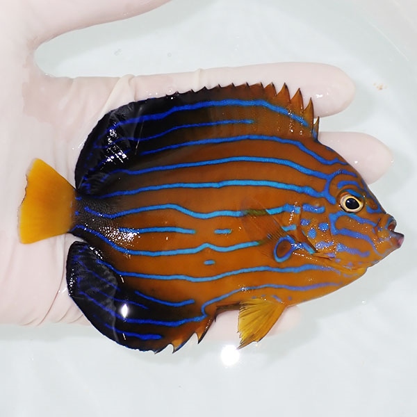 【現物2】キンチャクダイ 12.5cm±!海水魚 ヤッコ  15時までのご注文で当日発送(t111(t207