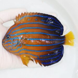 Orange tropical fish with bright blue horizontal stripes and yellow tail being held by a gloved hand in a shallow basin of water, likely in a tank context.