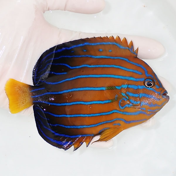 【現物4】キンチャクダイ 14cm±!海水魚 ヤッコ  15時までのご注文で当日発送(t111(t207