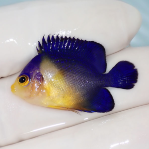 Small blue-and-yellow tropical fish with dark blue fins resting on a gloved hand in a pale background.