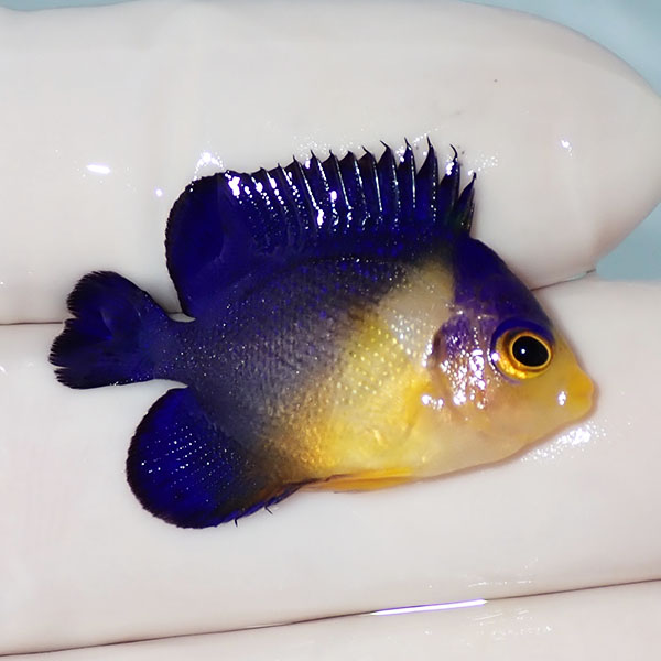 【現物1】スミレヤッコ 3cm±! 海水魚 ヤッコ 15時までのご注文で当日発送(t111