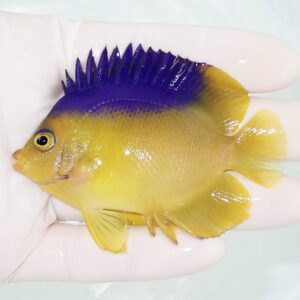 Yellow aquarium fish with a blue-purple dorsal fin held in a gloved hand.