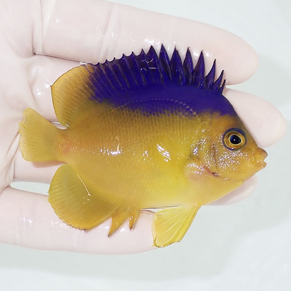 【現物1】コリンズピグミーエンゼル 7.5cm±!海水魚 ヤッコ 15時までのご注文で当日発送(t111(t207