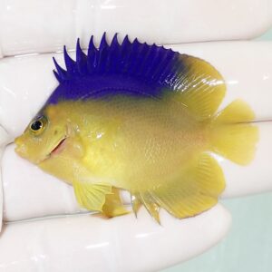 Small yellow tropical fish with a bright blue dorsal fin and yellow fins, being held between gloved fingers.