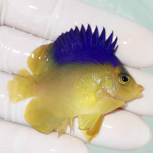【現物2】コリンズピグミーエンゼル 5.5cm± ! 海水魚 ヤッコ 15時までのご注文で当日発送(t111(t207
