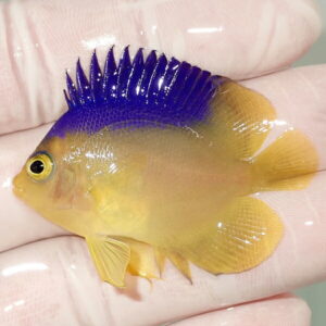 Small tropical fish with a bright yellow body and royal blue dorsal fin resting on a finger.