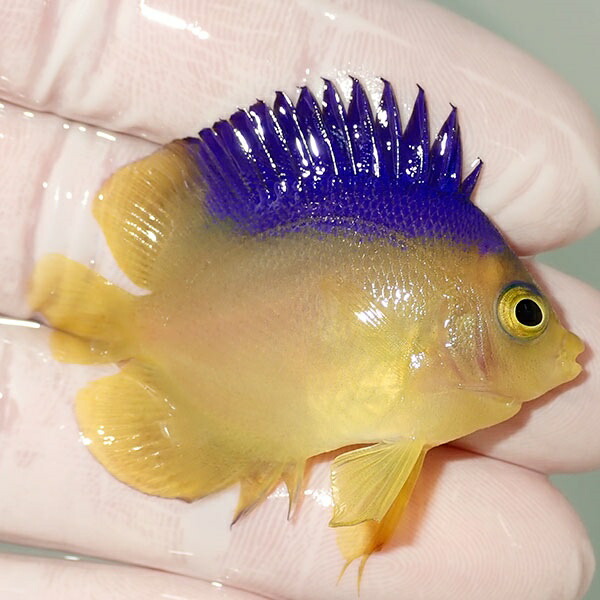 【現物3】コリンズピグミーエンゼル 4.5cm± !海水魚 ヤッコ 15時までのご注文で当日発送(t111(t207