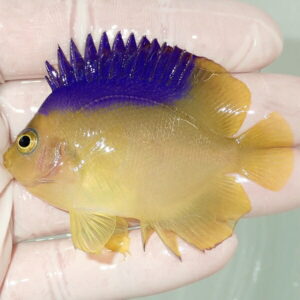 Small yellow-orange tropical fish with a bright purple-blue dorsal fin being held between gloved fingers.