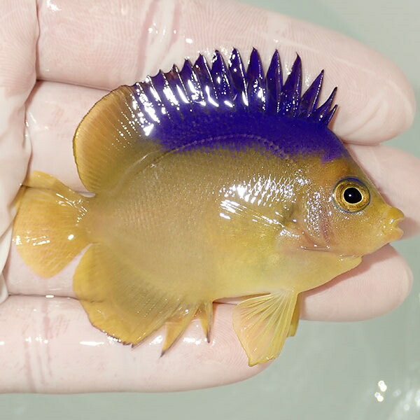【現物4】コリンズピグミーエンゼル 6.5cm± !海水魚 ヤッコ 15時までのご注文で当日発送(t111(t207