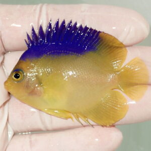 Bright yellow tropical fish with a striking blue dorsal fin held between gloved fingers; small and glossy body.