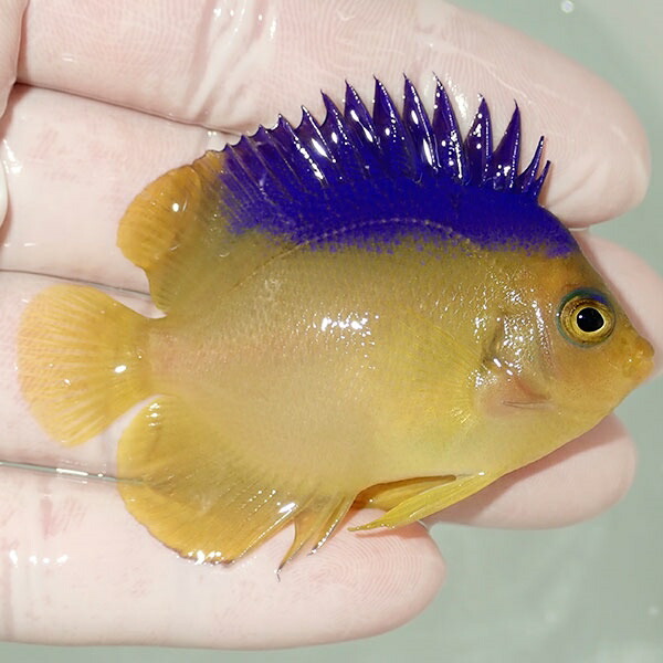 【現物5】粒エサOK コリンズピグミーエンゼル 6cm± !海水魚 ヤッコ 15時までのご注文で当日発送(t111(t207