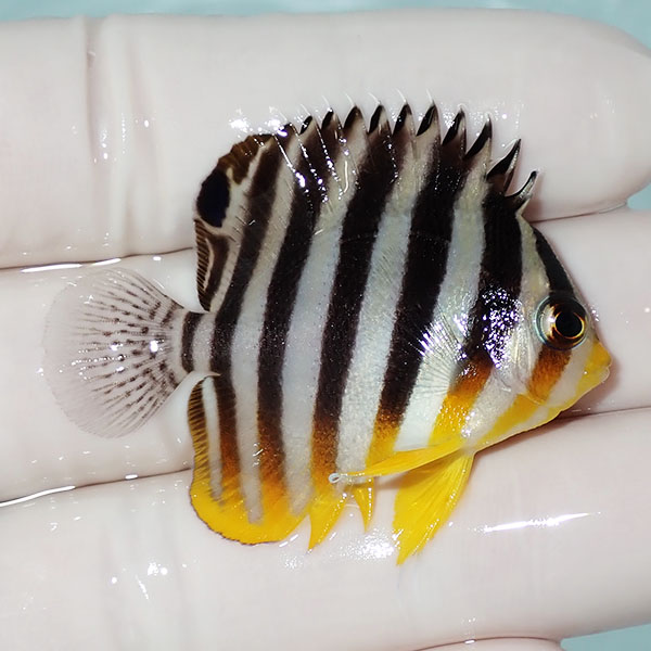 【現物7】シマヤッコ 4.5cm±! 海水魚 生体 15時までのご注文で当日発送(t111(t207