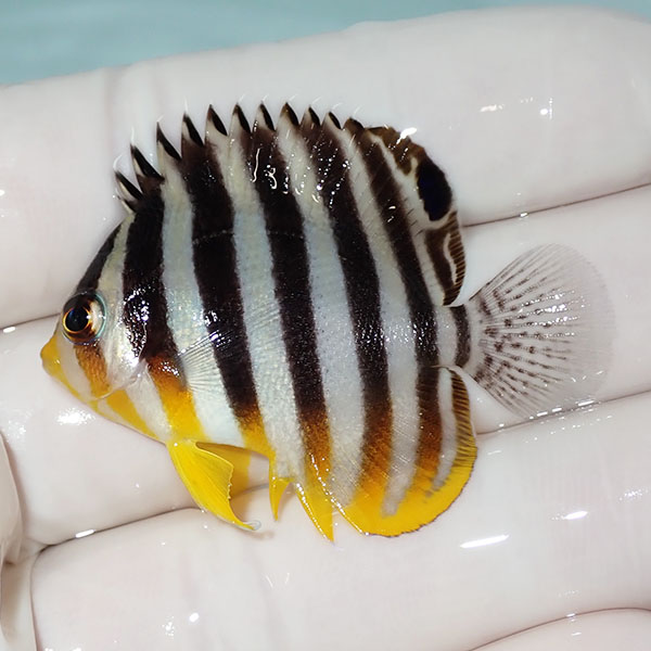【現物7】シマヤッコ 4.5cm±! 海水魚 生体 15時までのご注文で当日発送(t111(t207