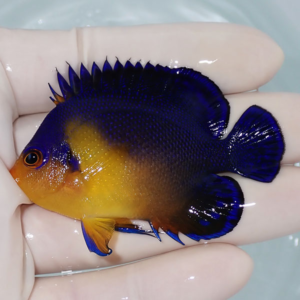 irm-000-1412250797 - AQUAGIFT 用品ショップ Small blue and orange tropical fish held in a hand, showing a vivid blue body and orange head and belly, with a spiky dorsal fin and rounded tail.