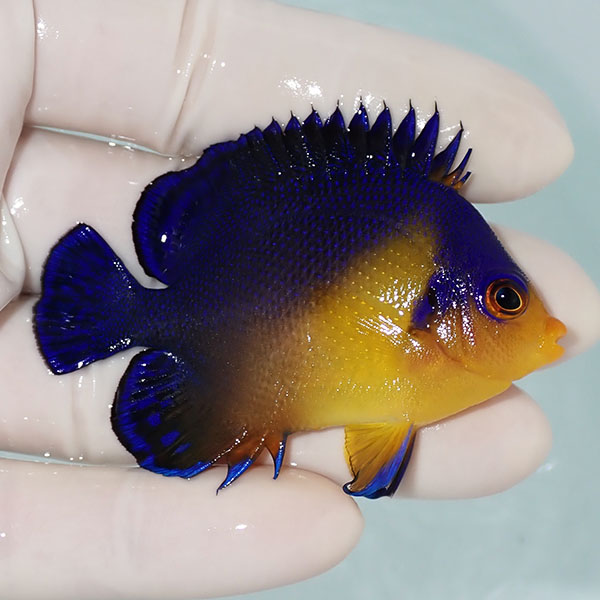 【現物5】スミレヤッコ 6.5cm±! 海水魚 ヤッコ 15時までのご注文で当日発送(t111