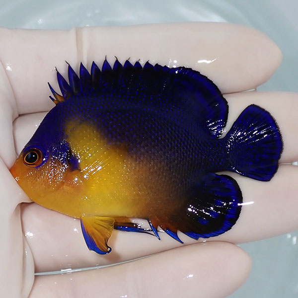 【現物5】スミレヤッコ 6.5cm±! 海水魚 ヤッコ 15時までのご注文で当日発送(t111