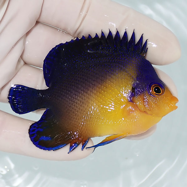 【現物6】スミレヤッコ 7.5cm±! 海水魚 ヤッコ 15時までのご注文で当日発送(t111