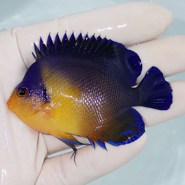 【現物6】スミレヤッコ 7.5cm±! 海水魚 ヤッコ 15時までのご注文で当日発送(t111