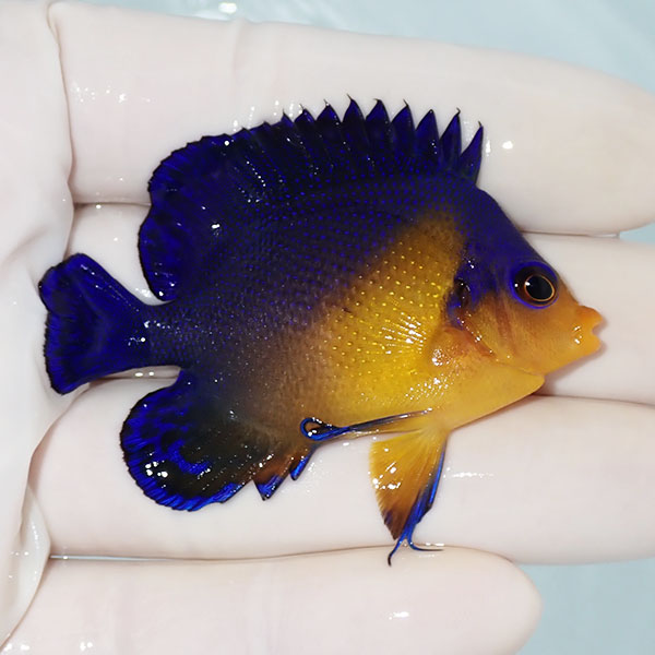 【現物13】スミレヤッコ 6cm±! 海水魚 ヤッコ 15時までのご注文で当日発送(t111