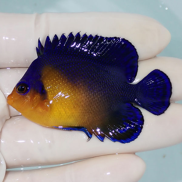 【現物13】スミレヤッコ 6cm±! 海水魚 ヤッコ 15時までのご注文で当日発送(t111