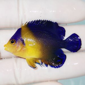 Small tropical fish with a yellow head and blue body held on a gloved hand.
